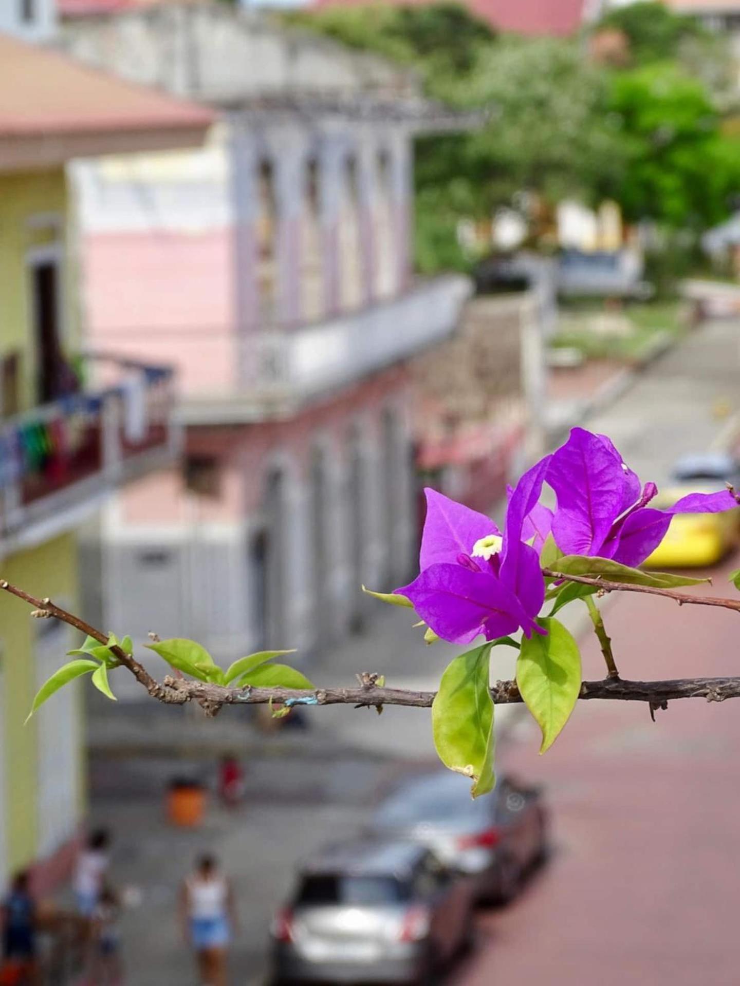 Bocas Style Apartment - Casco Viejo パナマ・シティー エクステリア 写真